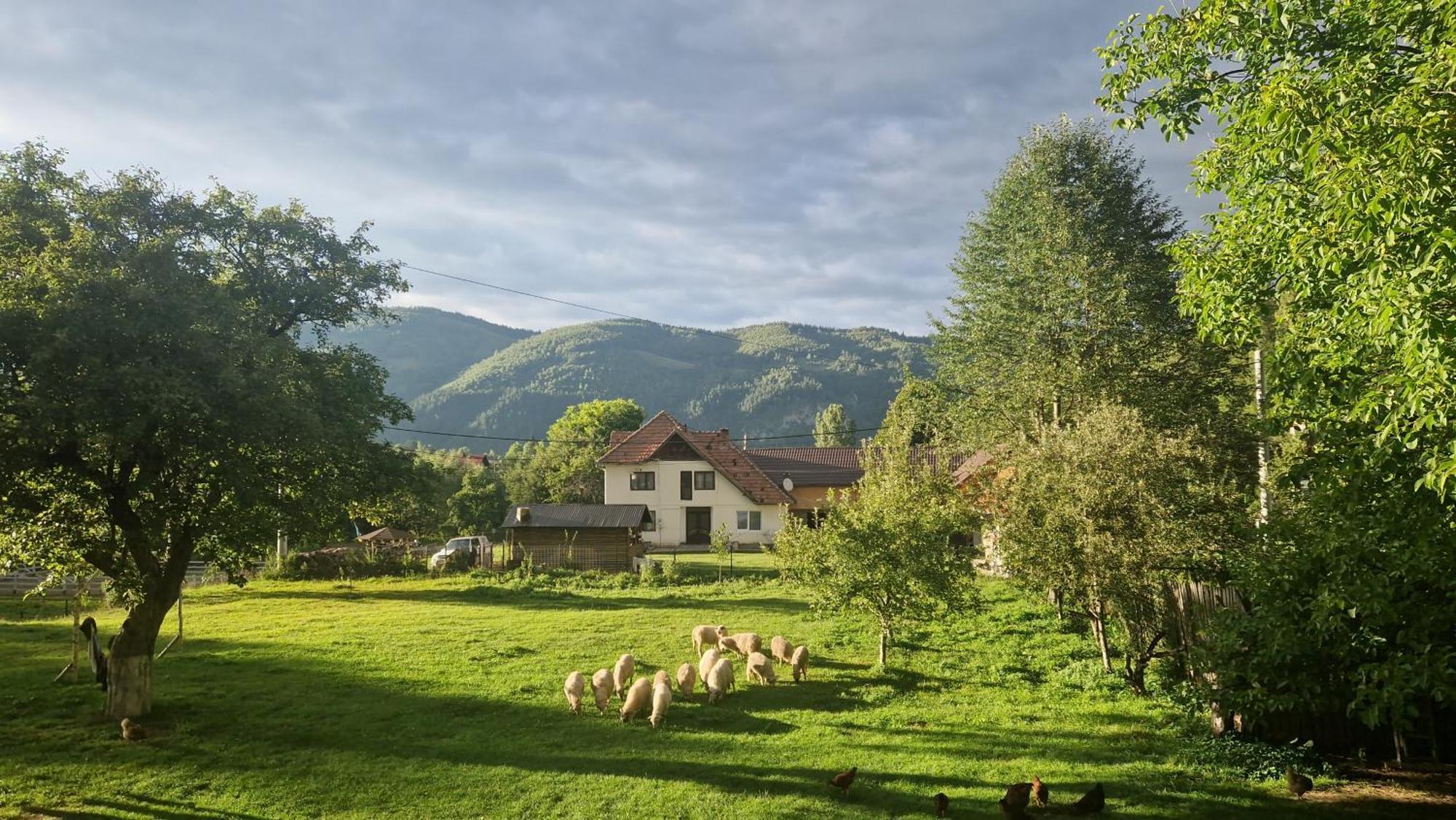 Casa Dorina Bran (Brasov) Exterior foto